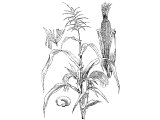 Maize (Zea mays)